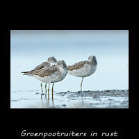Groenpootruiters rust