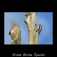 Grote Bonte Specht