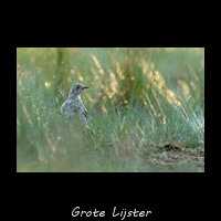 Grote Lijster, Turdus viscivorus