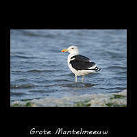 Grote Mantelmeeuw, Larus marinus