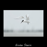 Grote Stern, Thalasseus sandvicensis
