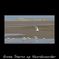 Grote Sterns op de Noordsvaarder