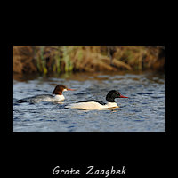 Grote Zaagbek, Mergus merganser