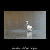 Grote Zilverreiger, Ardea alba