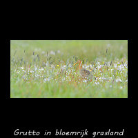 Grutto in bloemrijk grasland