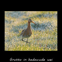 Grutto in het bedauwde gras