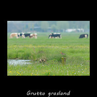 Grutto grasland