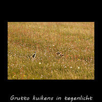 Grutto kuikens in tegenlicht