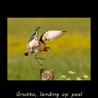 Grutto, landing op een paal