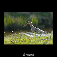 Grutto, Limosa limosa