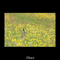 Haas in bloemrijk grasland