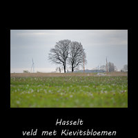 Veld met Kievitsbloemen bij Hasselt