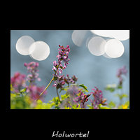 Holwortel, Corydalis cava, syn. Corydalis bulbosa