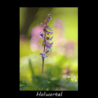 Holwortel, Corydalis cava, syn. Corydalis bulbosa
