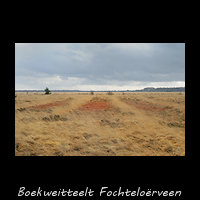 Fochtelo�rveen - boekweitteelt