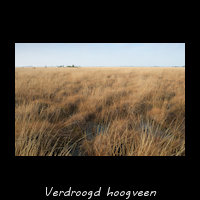 Fochtelo�rveen - verdroging