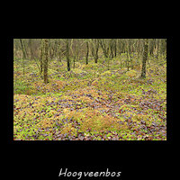 Hoogveenbos of Berkenbroek