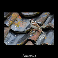 Huismus, Passer domesticus