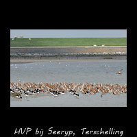 HVP met Rosse grutto's bij Seeryp