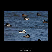 IJseend, Clangula hyemalis