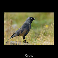 Kauw, Coloeus monedula
