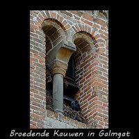Broedende Kauwen in een galmgat