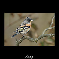 Keep, Fringilla montifringilla