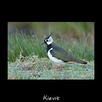 Kievit, Vanellus vanellus