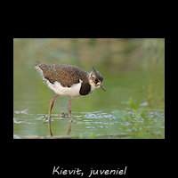 Juveniele Kievit