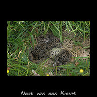 Kievitsnest met kuikens