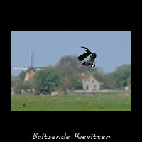 Baltsende Kievitten