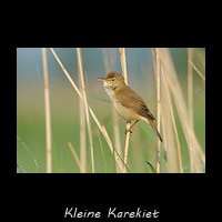 Kleine karekiet, Acrocephalus scirpaceus