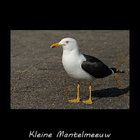 Kleine Mantelmeeuw, Larus fuscus