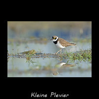 Kleine Plevier, Charadrius dubius