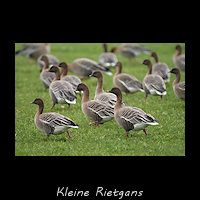 Kleine Rietgans, Anser brachyrhynchus