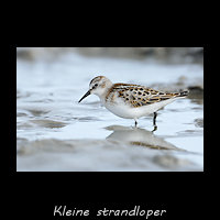 Kleine strandloper, Calidris minuta