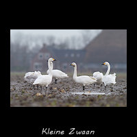 Kleine Zwaan, Cygnus columbianus