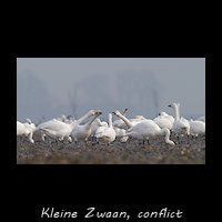 Binnen een groep Kleine Zwanen hebben families een conflict