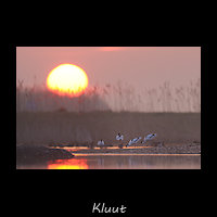 Kluut, Recurvirostra avosetta