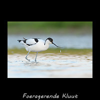 Kluut - Recurvirostra avosetta, foerageren