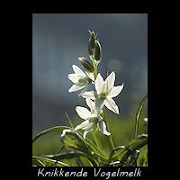 Knikkende vogelmelk, Ornithogalum nutans
