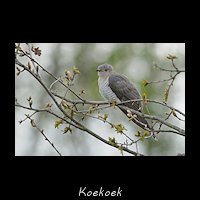 Koekoek, Cuculus canorus