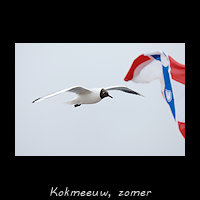 Kokmeeuw, Chroicocephalus ridibundus
