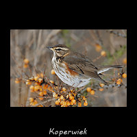 Koperwiek, Turdus iliacus