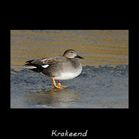Krakeend, Mareca strepera