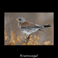 Kramsvogel, Turdus pilaris