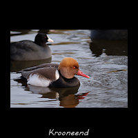 Krooneend, Netta rufina