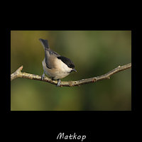Matkop