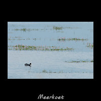 Meerkoet, Fulica atra