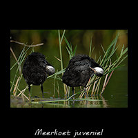 Meerkoet, Fulica atra - juveniel